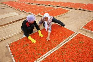 Ningxia Wolfberry Basking